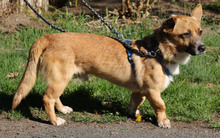SUNNY, Hund, Dackel in Lehrte - Bild 12