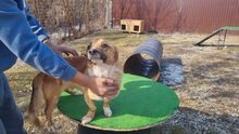 SUNNY, Hund, Dackel in Lehrte - Bild 13