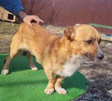 SUNNY, Hund, Dackel in Lehrte - Bild 14