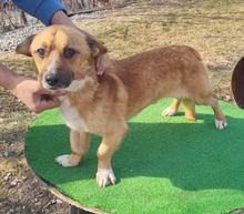 SUNNY, Hund, Dackel in Lehrte - Bild 15