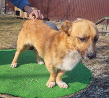 SUNNY, Hund, Dackel in Lehrte - Bild 17
