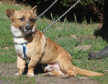 SUNNY, Hund, Dackel in Lehrte - Bild 6
