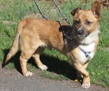 SUNNY, Hund, Dackel in Lehrte - Bild 7