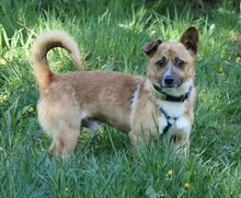 SUNNY, Hund, Dackel in Lehrte - Bild 8