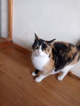 MYRA, Katze, Europäisch Kurzhaar in Immenhausen