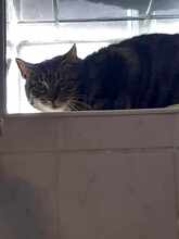 YVA, Katze, Europäisch Kurzhaar in Fischbachtal - Bild 6