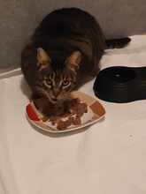 YVA, Katze, Europäisch Kurzhaar in Fischbachtal - Bild 7