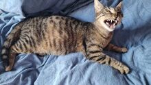 YUNA, Katze, Europäisch Kurzhaar in Hamburg - Bild 5