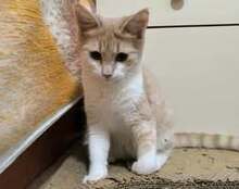 SUGAR, Katze, Europäisch Kurzhaar in Bulgarien - Bild 7