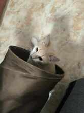 SUGAR, Katze, Europäisch Kurzhaar in Bulgarien - Bild 9