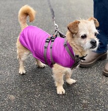 EDDY, Hund, Mischlingshund in Schleswig