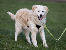 FIDO-DOC, Hund, Maremma Abruzzenhund-Mix in Osloß - Bild 4