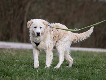 FIDO-DOC, Hund, Maremma Abruzzenhund-Mix in Osloß - Bild 5