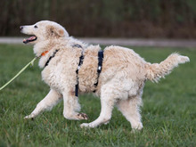 FIDO-DOC, Hund, Maremma Abruzzenhund-Mix in Osloß - Bild 6