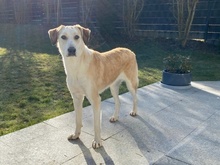 NEVA, Hund, Mischlingshund in Innernzell - Bild 2