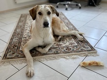 NEVA, Hund, Mischlingshund in Innernzell - Bild 3