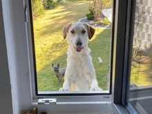 NEVA, Hund, Mischlingshund in Innernzell - Bild 4