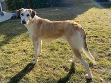 NEVA, Hund, Mischlingshund in Innernzell - Bild 5