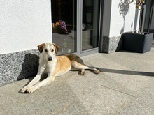 NEVA, Hund, Mischlingshund in Innernzell - Bild 6