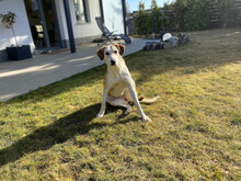 NEVA, Hund, Mischlingshund in Innernzell - Bild 7