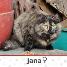 JANA, Katze, Europäische Langhaarkatze in Worms