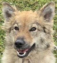 MILLY, Hund, Mischlingshund in Süderbrarup