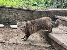 PABLO, Katze, Europäische Langhaarkatze in Bulgarien - Bild 4