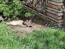 PABLO, Katze, Europäische Langhaarkatze in Bulgarien - Bild 5