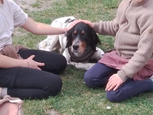 REDANO, Hund, Irish Setter in Arendsee - Bild 3