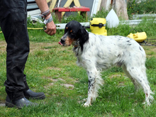 REDANO, Hund, Irish Setter in Arendsee - Bild 4