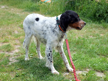 REDANO, Hund, Irish Setter in Arendsee - Bild 5