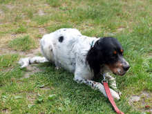REDANO, Hund, Irish Setter in Arendsee - Bild 6