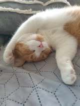 TOPOLINO, Katze, Europäisch Kurzhaar in Bad Pyrmont - Bild 5