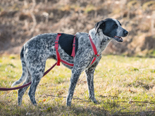 FLORA, Hund, Mischlingshund in Ulrichstein - Bild 3