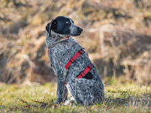 FLORA, Hund, Mischlingshund in Ulrichstein - Bild 4