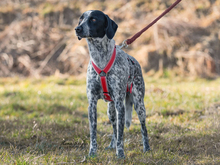 FLORA, Hund, Mischlingshund in Ulrichstein - Bild 5