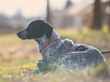 FLORA, Hund, Mischlingshund in Ulrichstein - Bild 6