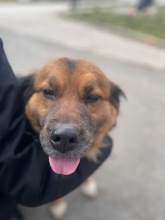 TEDDY, Hund, Mischlingshund in Flensburg