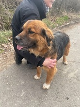 TEDDY, Hund, Mischlingshund in Flensburg - Bild 11