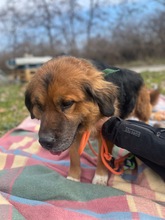 TEDDY, Hund, Mischlingshund in Flensburg - Bild 2