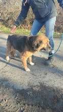 TEDDY, Hund, Mischlingshund in Flensburg - Bild 3