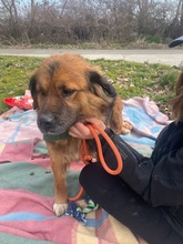 TEDDY, Hund, Mischlingshund in Flensburg - Bild 4