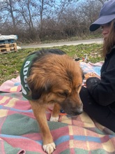 TEDDY, Hund, Mischlingshund in Flensburg - Bild 5