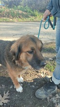 TEDDY, Hund, Mischlingshund in Flensburg - Bild 6