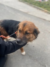 TEDDY, Hund, Mischlingshund in Flensburg - Bild 7