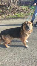 TEDDY, Hund, Mischlingshund in Flensburg - Bild 8