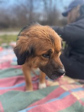 TEDDY, Hund, Mischlingshund in Flensburg - Bild 9
