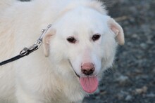 MALY, Hund, Hütehund-Mix in Lohra-Reimershausen - Bild 1
