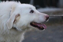 MALY, Hund, Hütehund-Mix in Lohra-Reimershausen - Bild 2