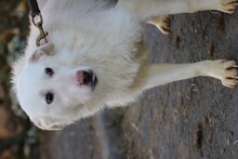 MALY, Hund, Hütehund-Mix in Lohra-Reimershausen - Bild 3